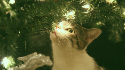 holiday plants toxic to pets
