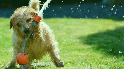 helping your dog beat the heat