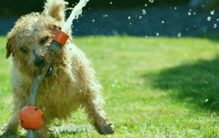 helping your dog beat the heat