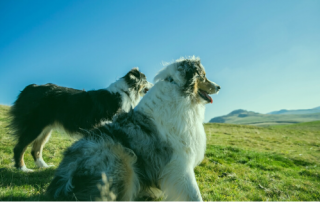 heartworm prevention for herding dogs